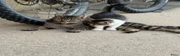 Mixed Breed cats for sale: Two boy farm cats for sale  - Advert 1