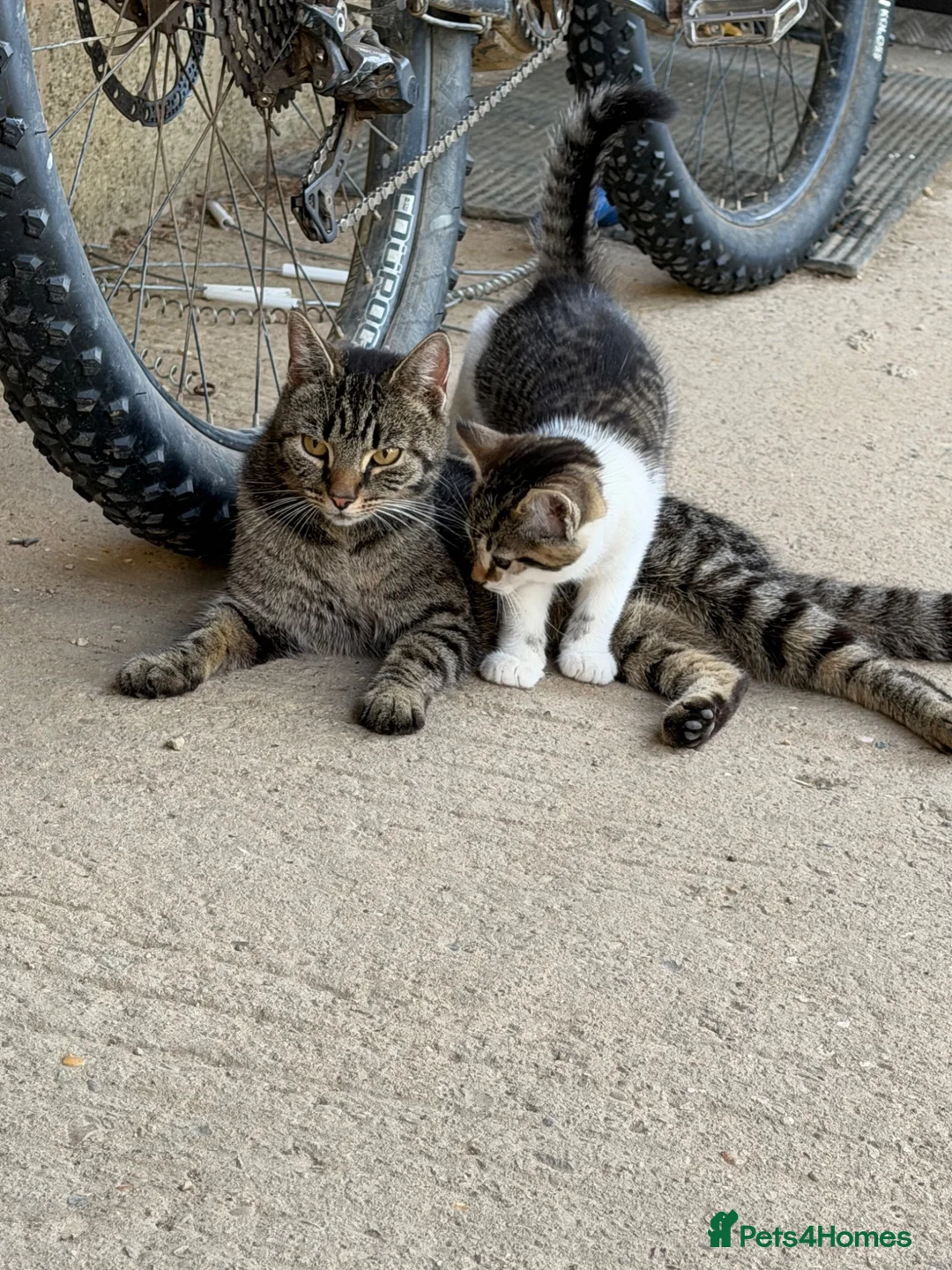 Mixed Breed cats for sale: Two boy farm cats for sale  - Advert 1