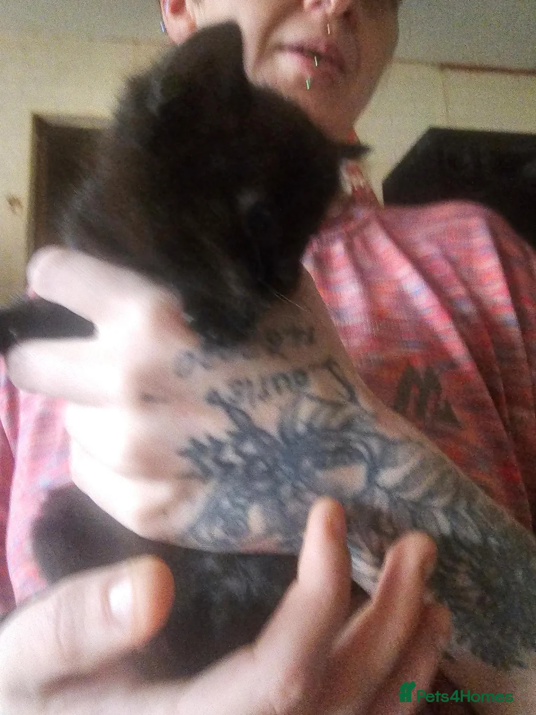 Mixed Breed cats for sale: Black kittens for sale  - Advert 2
