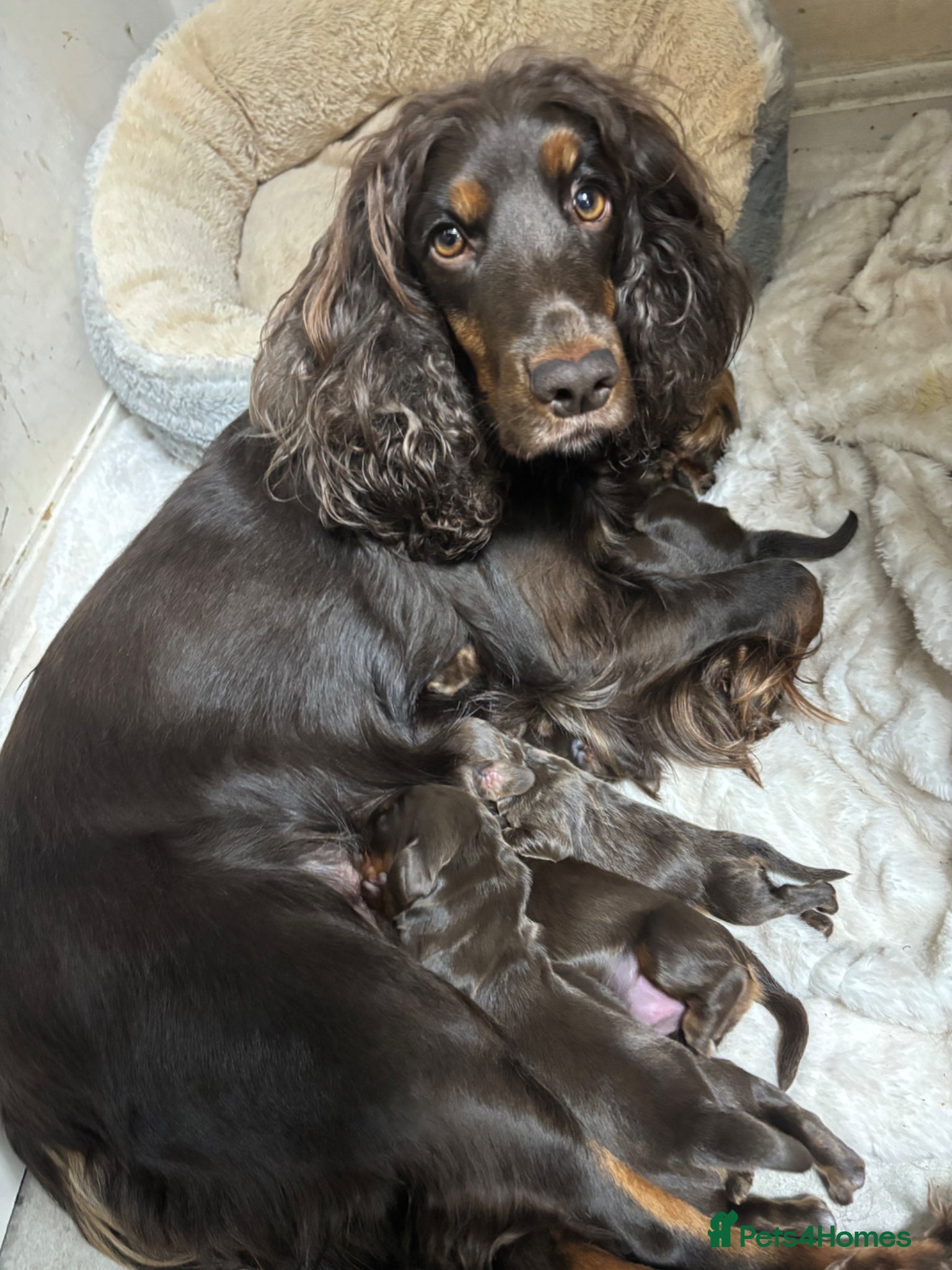 Cocker Spaniel dogs Beautiful working cocker spaniel pups  - Advert 5