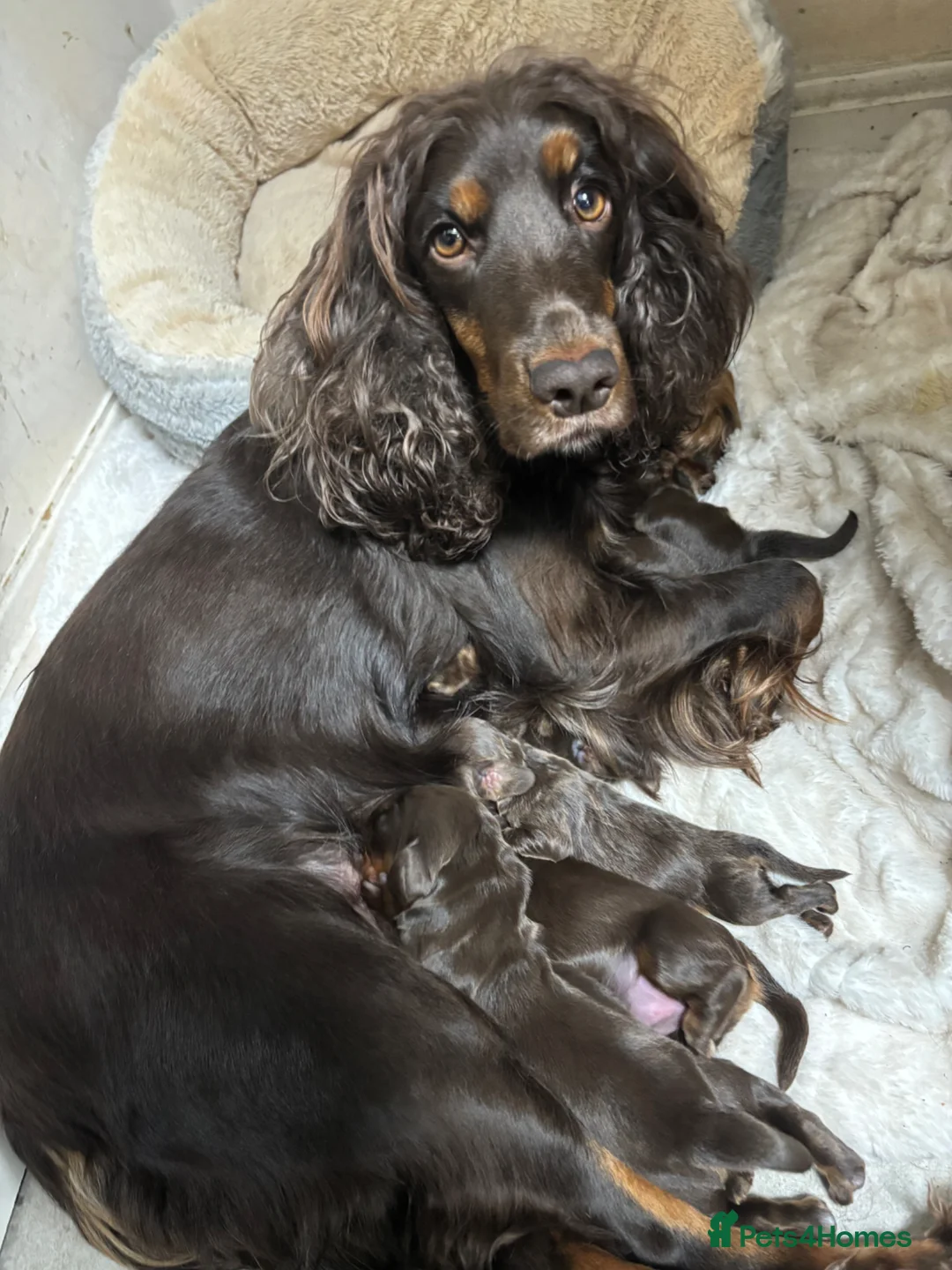 Cocker Spaniel dogs for sale: Beautiful working cocker spaniel pups  - Advert 1
