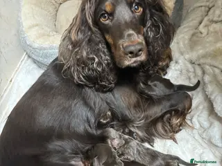 Cocker Spaniel dogs Beautiful working cocker spaniel pups - Advert 8