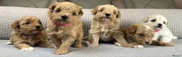 Maltipoo dogs for sale: SEE ALL OUR PUPPIES ON INSTA. OAKWELL RETRIEVERS  - Advert 19
