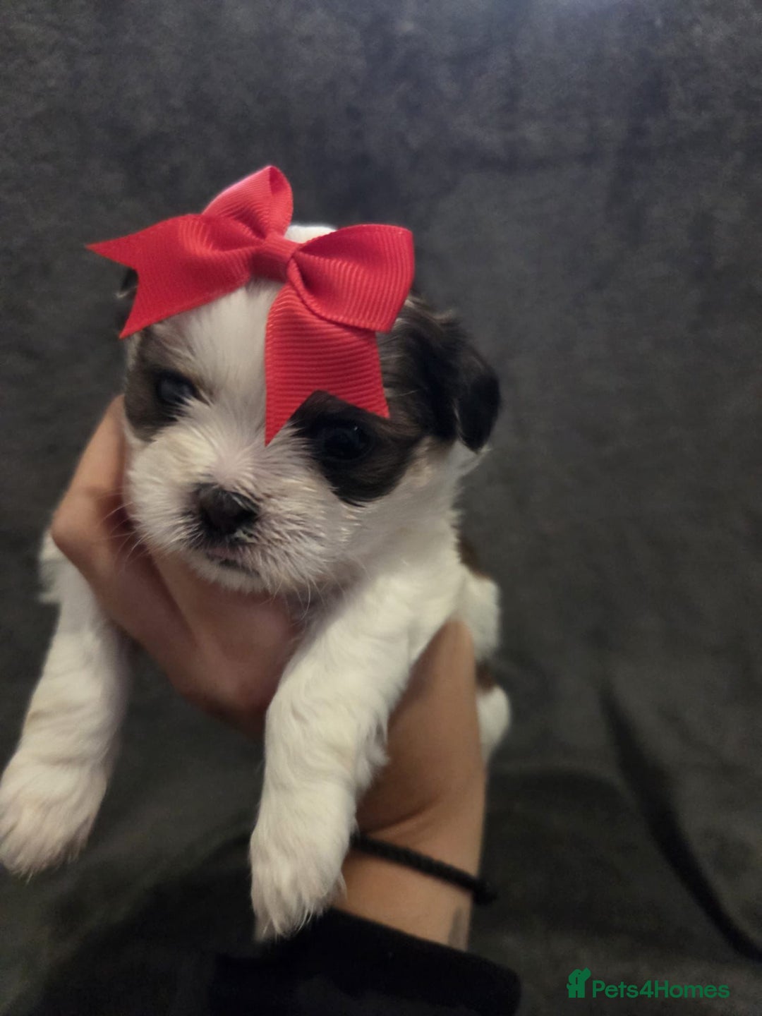 Shih Tzu dogs for sale: Small beautiful Shih tzu puppies - Advert 3