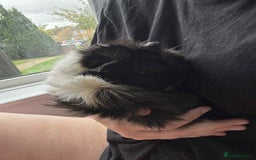 Guinea Pig rodents for sale: Bonded pair of male piggy’s  - Image 3