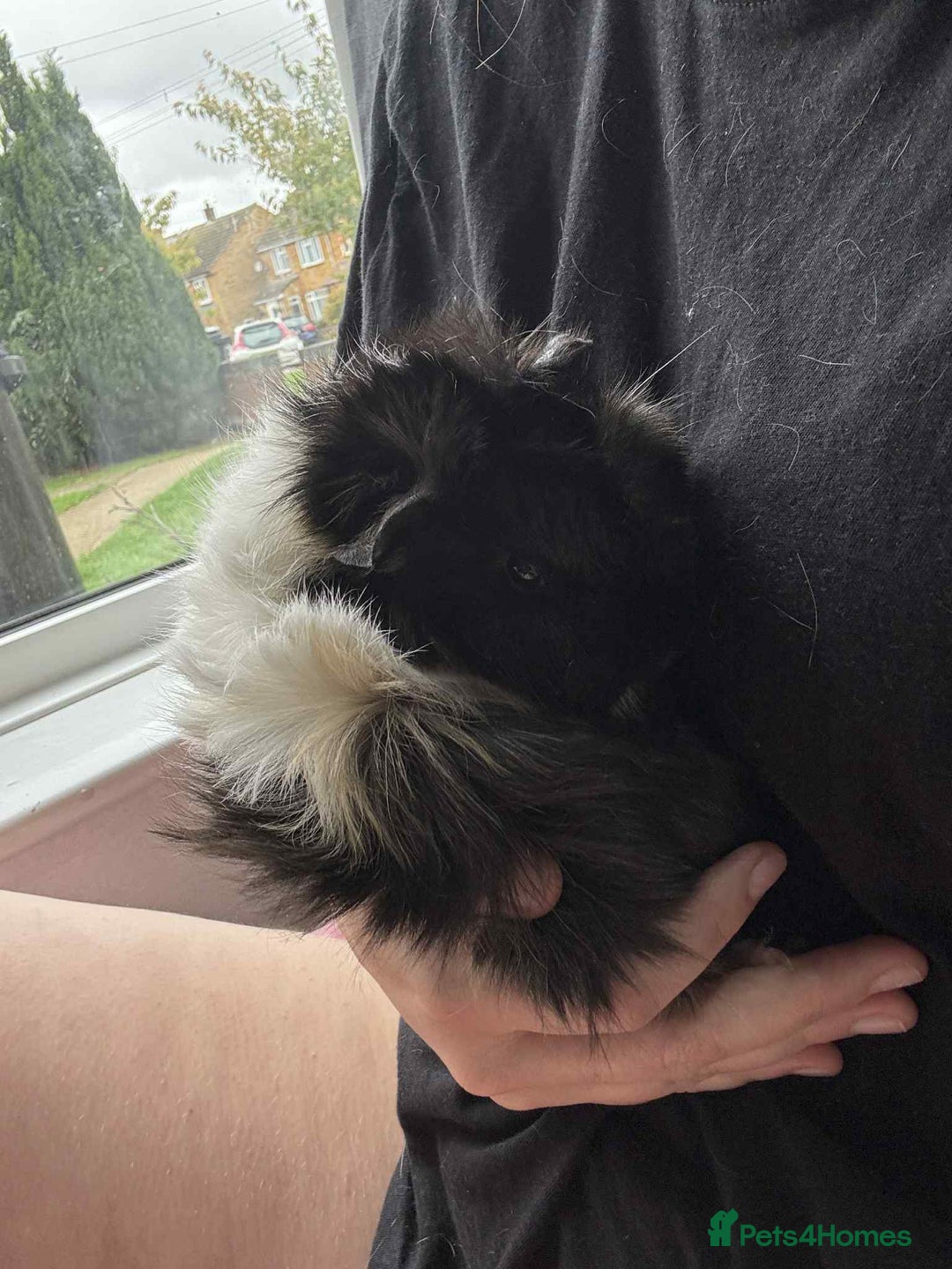 Guinea Pig rodents for sale: Bonded pair of male piggy’s  - Image 3
