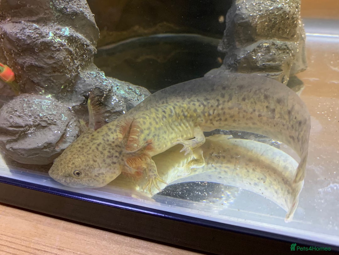 Axolotl reptiles for sale: Nicely grown on Axolotls mixed colours - Image 3