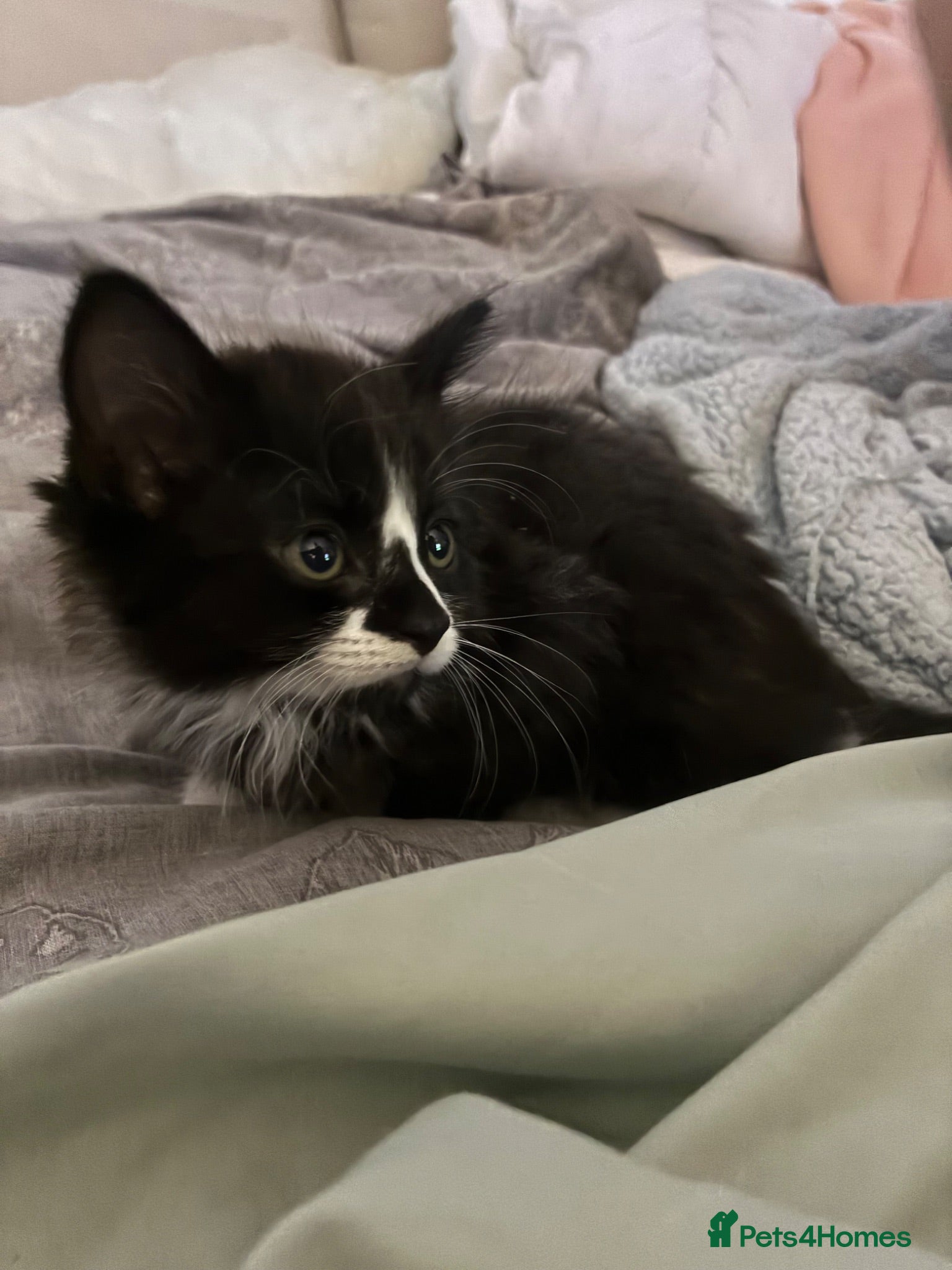 Mixed Breed cats 2 British black kitten for sale  - Advert 10