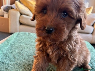 Labradoodle dogs Gorgeous Health Checked Labradoodle Puppies - Advert 1