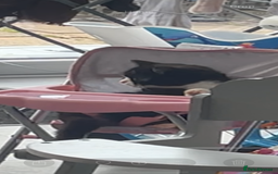 Mixed Breed cats for sale: Kitten and 2 adult cats available  - Advert 3