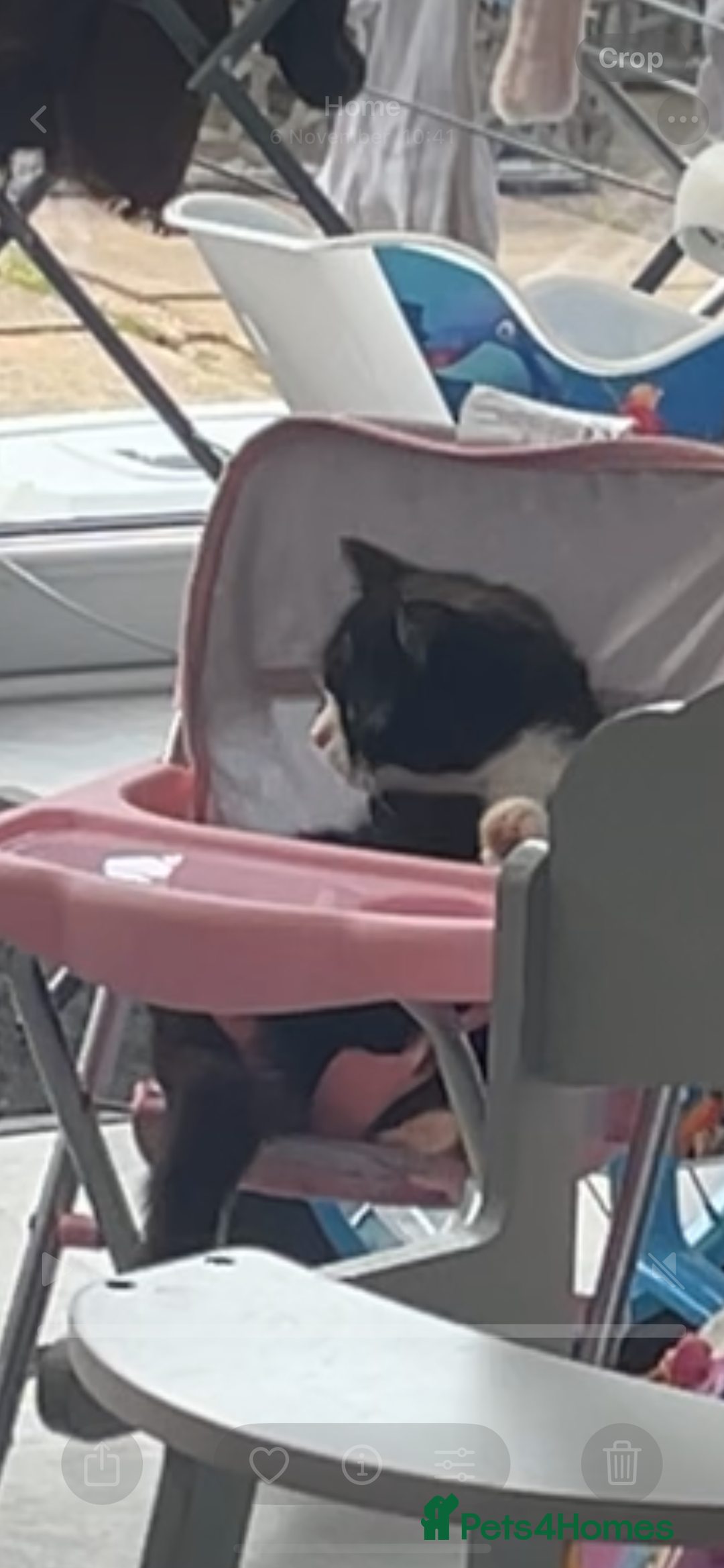 Mixed Breed cats for sale: Kitten and 2 adult cats available  - Advert 3