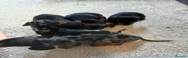 Dachshund 1