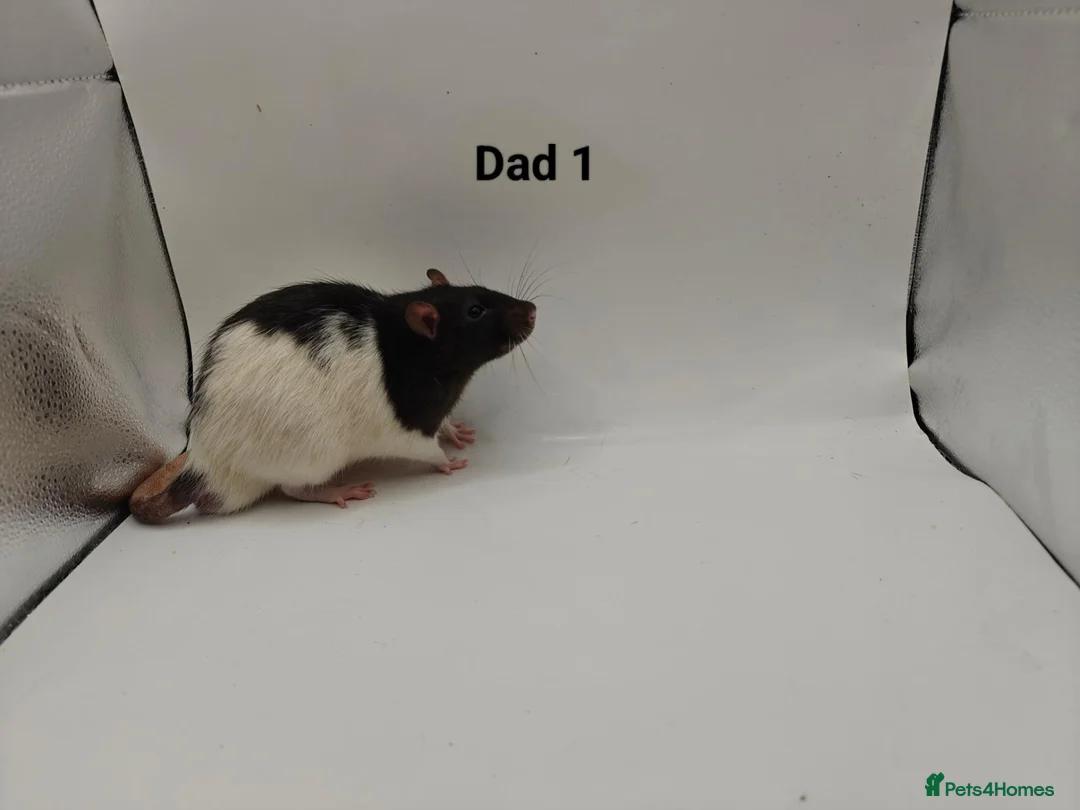 Rat rodents for sale: 🐀November Rats Are Here!🐀 - Advert 4