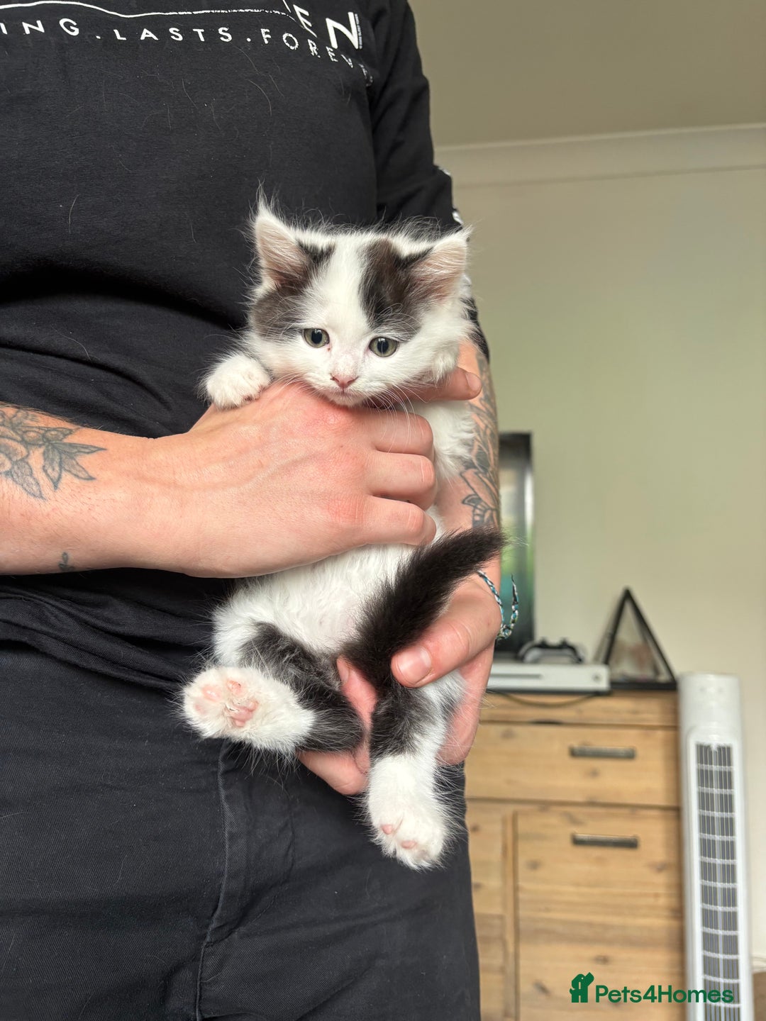 Mixed Breed cats for sale: Last 2 lovely kittens  - Image 4