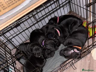 Staffordshire Bull Terrier dogs Kc registered Staffordshire bullterrier (LAST 3) - Advert 1