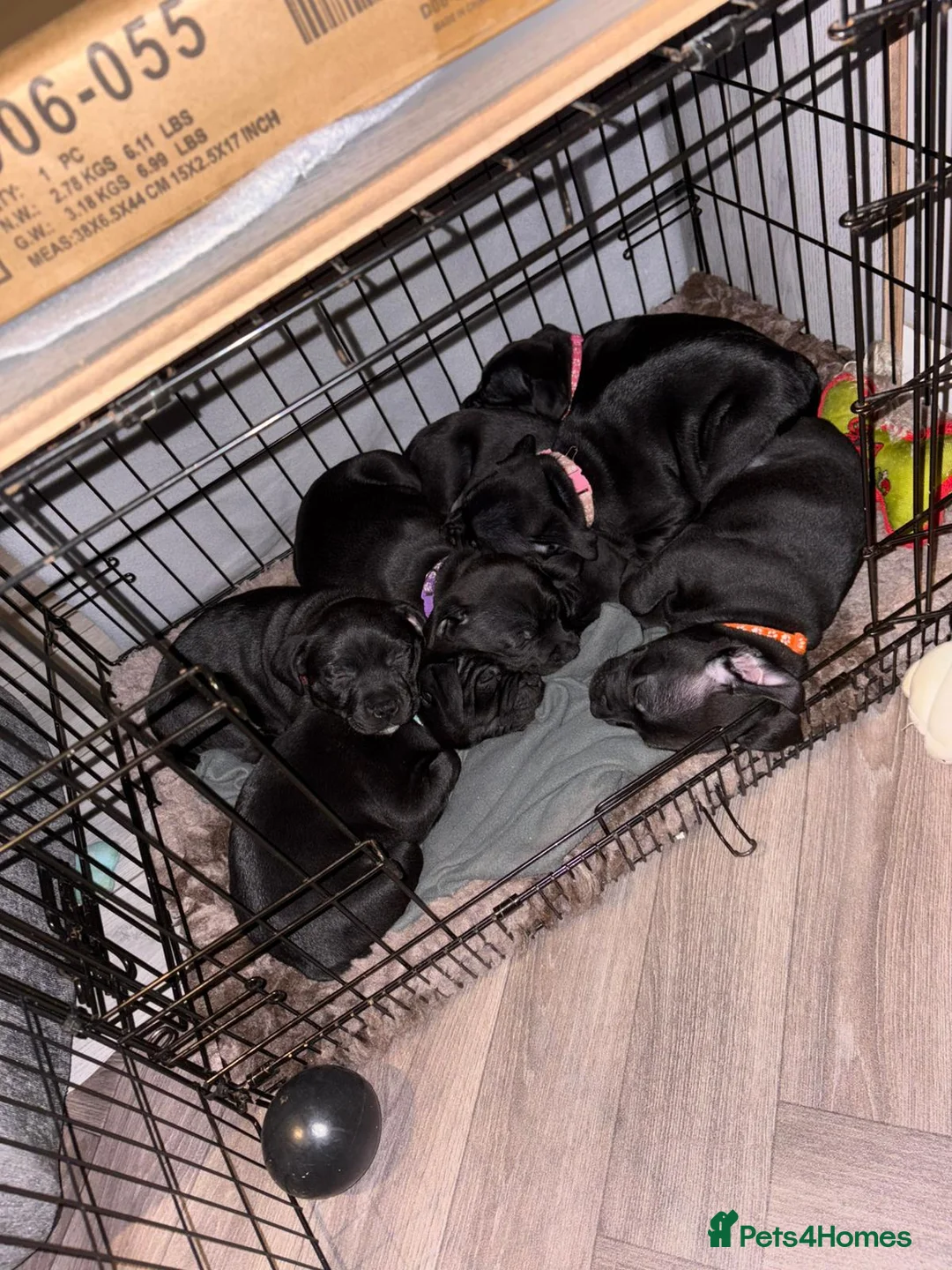 Staffordshire Bull Terrier dogs for sale: Staffordshire bullterrier (LAST 1 ) ready to go - Advert 1