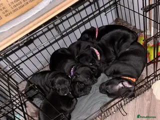 Staffordshire Bull Terrier dogs Kc registered Staffordshire bullterrier (LAST 2 ) - Advert 9