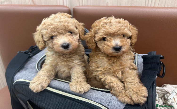 Toy Poodle dogs - Advert 4