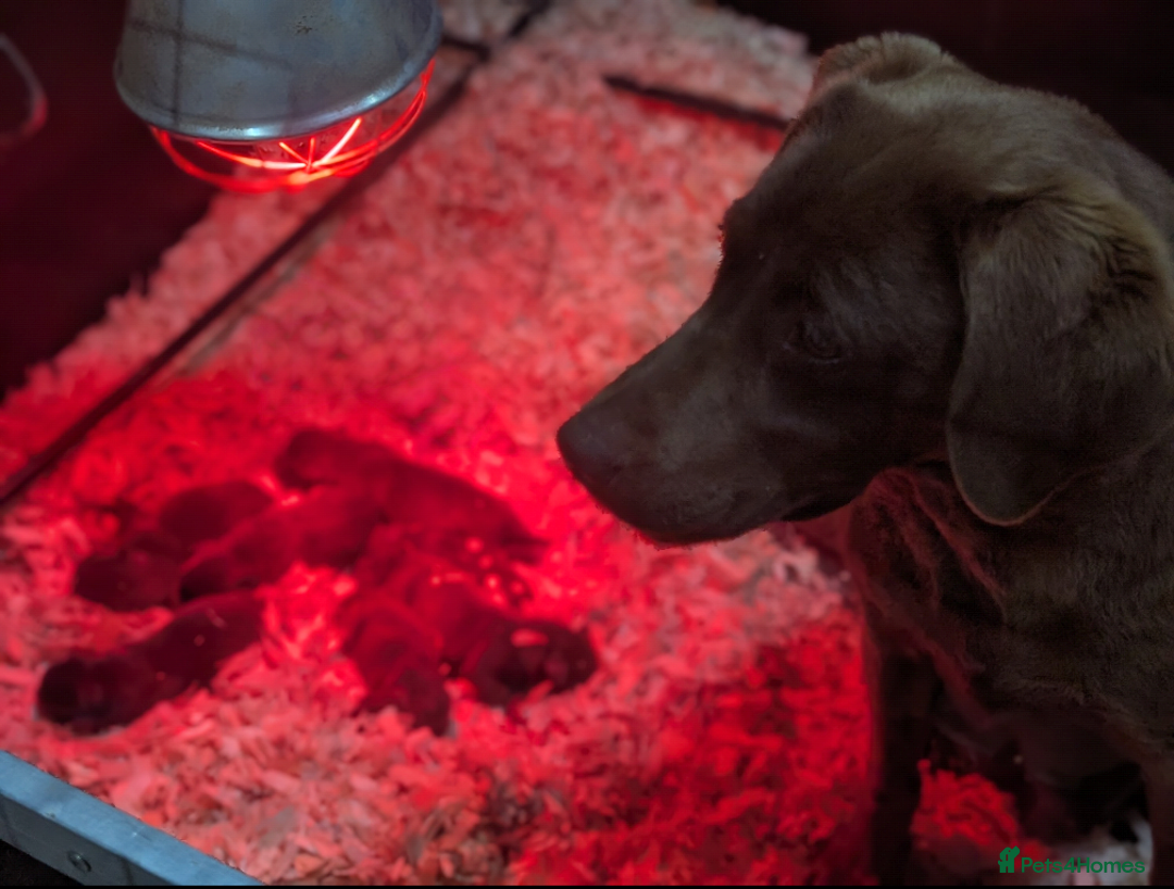 Labrador Retriever dogs for sale: Working Line Chocolate Labrador puppies  - Image 22