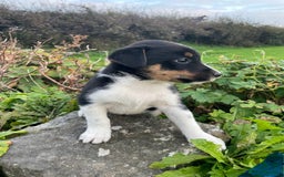 Mixed Breed dogs for sale: Border Jack Puppies (Border Collie X Jack Russel) - Image 8