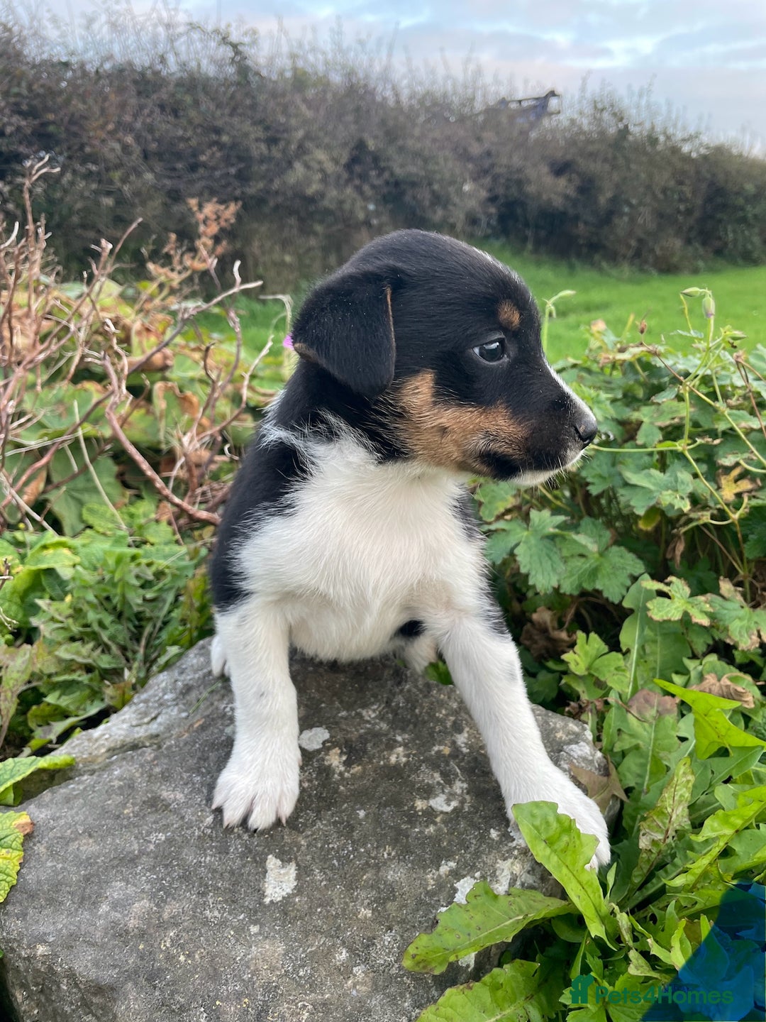 Mixed Breed dogs for sale: Border Jack Puppies (Border Collie X Jack Russel) - Image 8