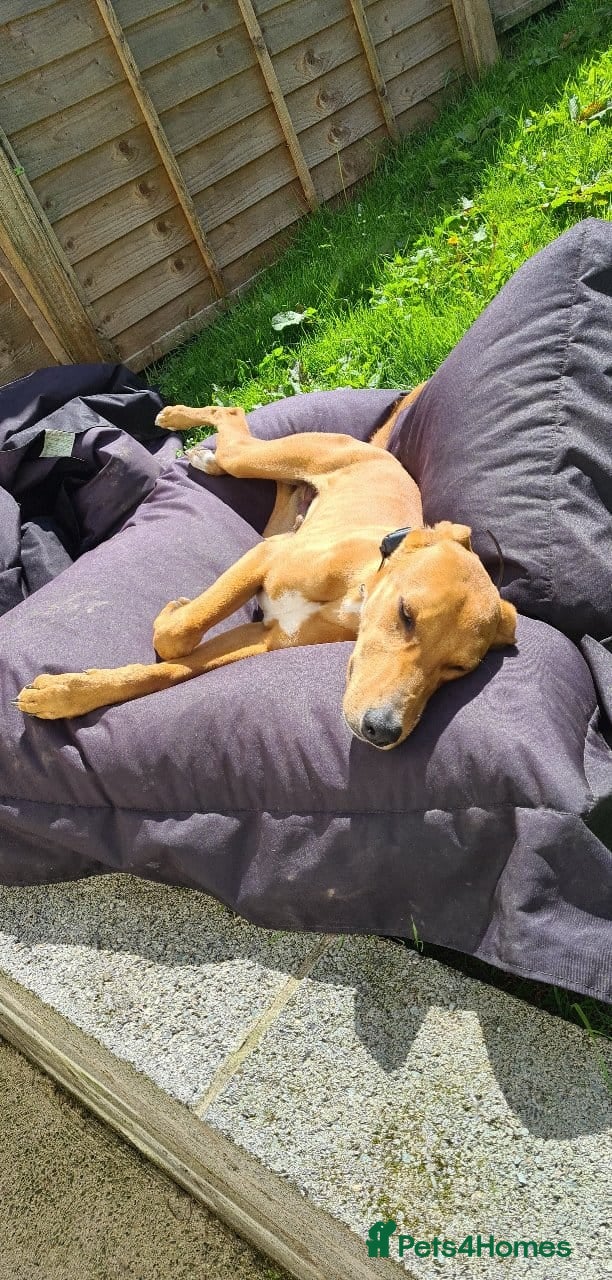 Lurcher dogs 4 YEAR OLD LURCHER For rehoming!! in Maryport - Advert 2