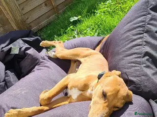 Lurcher dogs 4 YEAR OLD LURCHER For rehoming!! in Maryport - Advert 8