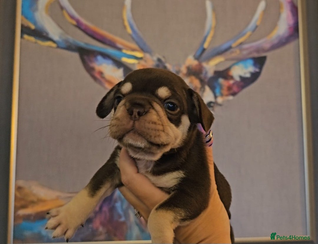 Frug dogs for sale: Beautiful Frug Babies 😍 - Image 17