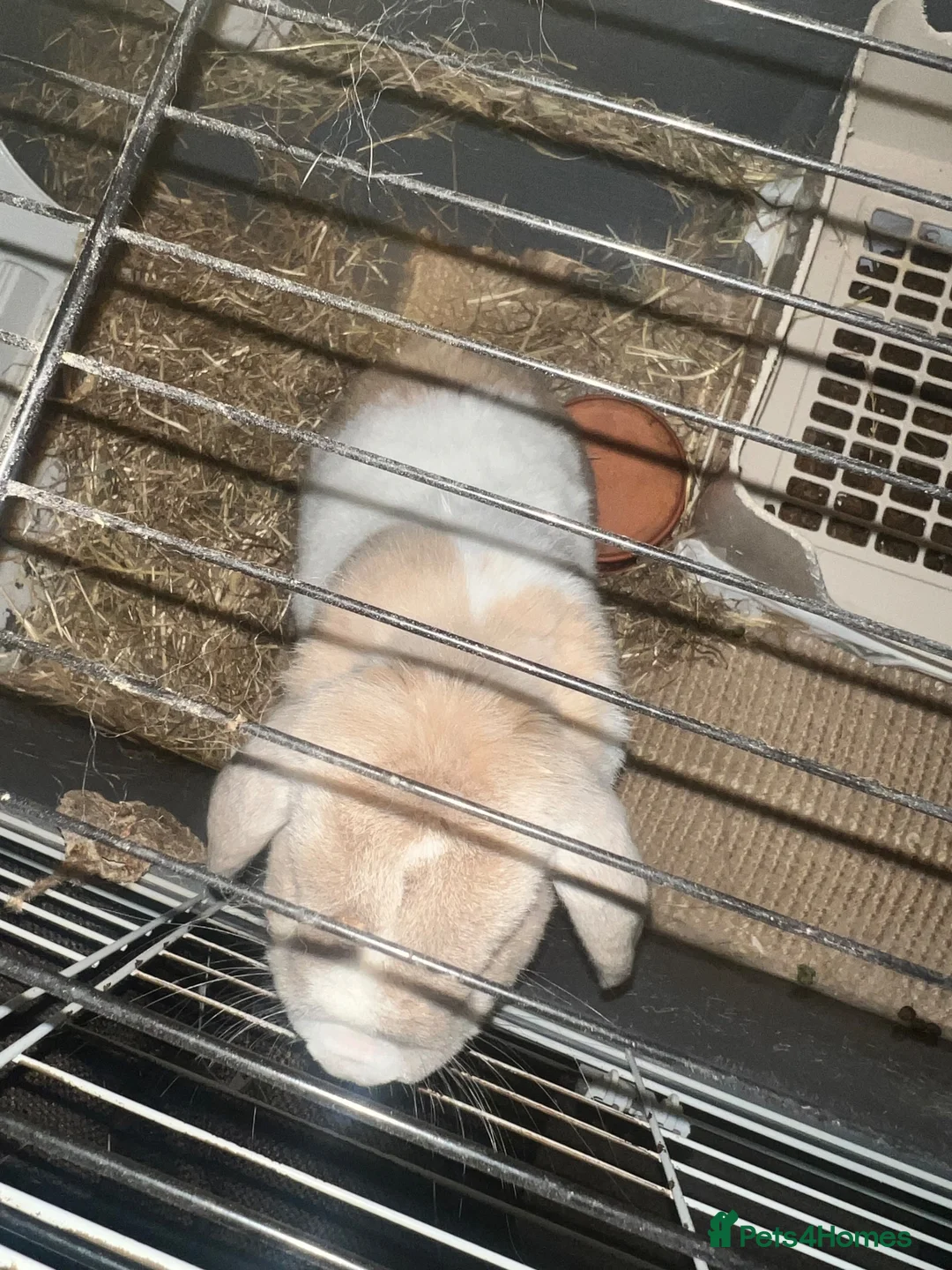 Mini Lop rabbits for sale: Neutered Male Rabbit Looking for a Loving Home in Saint Leonards-on-sea - Advert 8