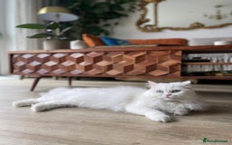 Persian cats for sale: Persian Female - Image 2