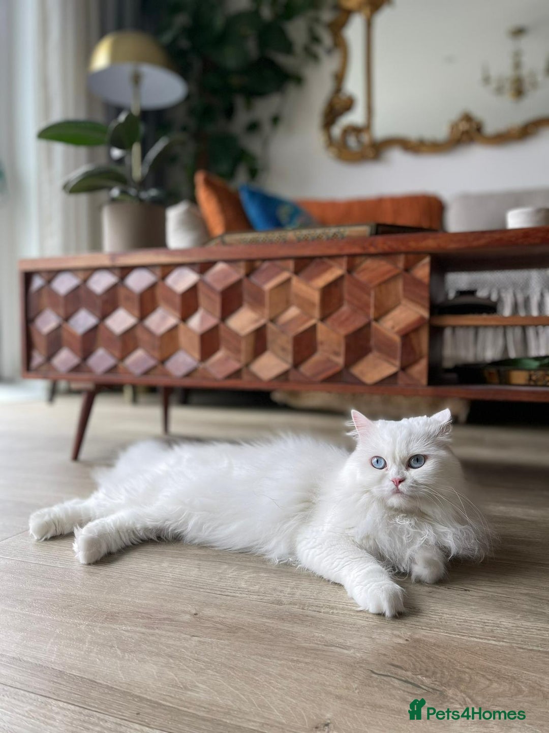 Persian cats for sale: Persian Female - Image 2