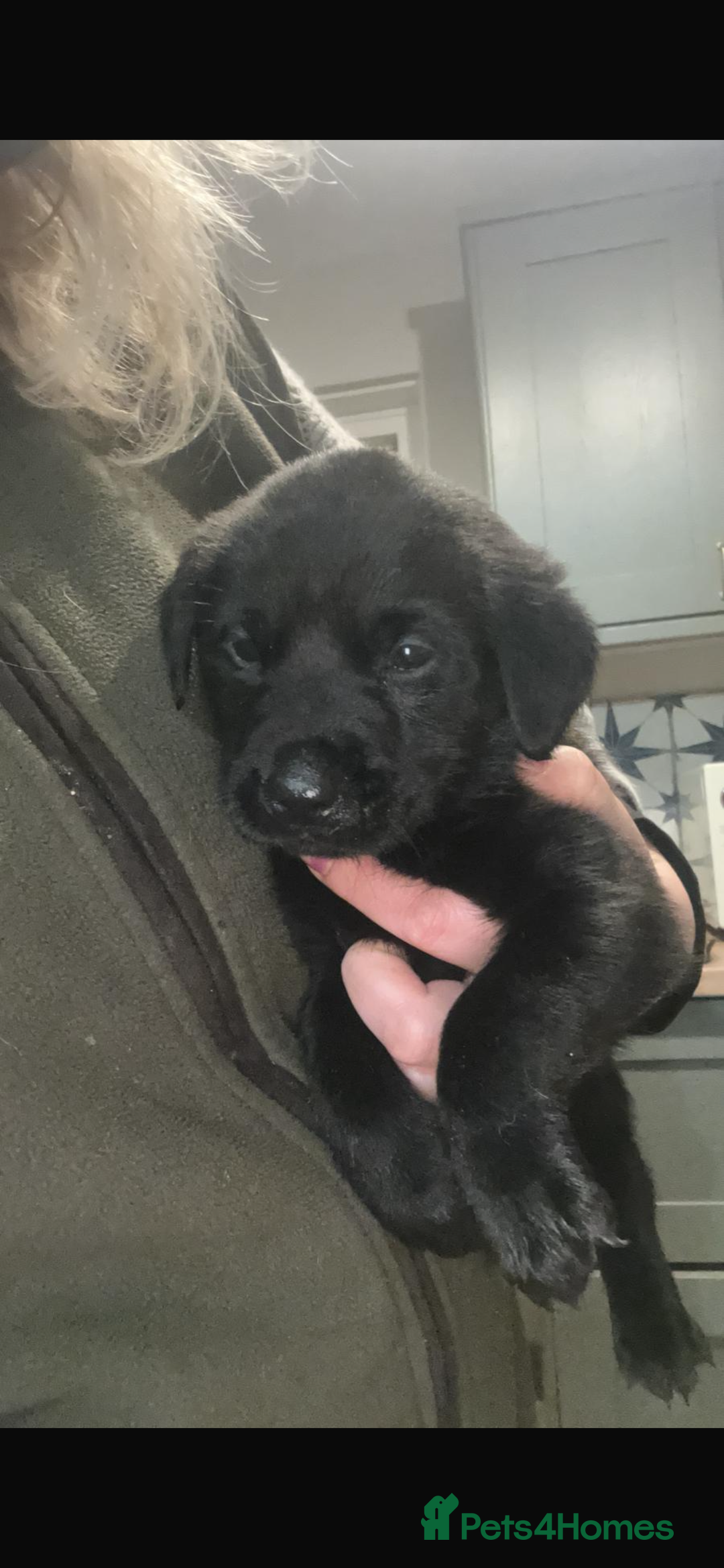 Labrador Retriever dogs for sale: Black Labrador pups  - Advert 10