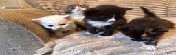 Turkish Angora cats for sale: Fluffy  Kittens Looking for Their Forever Homes  - Advert 10