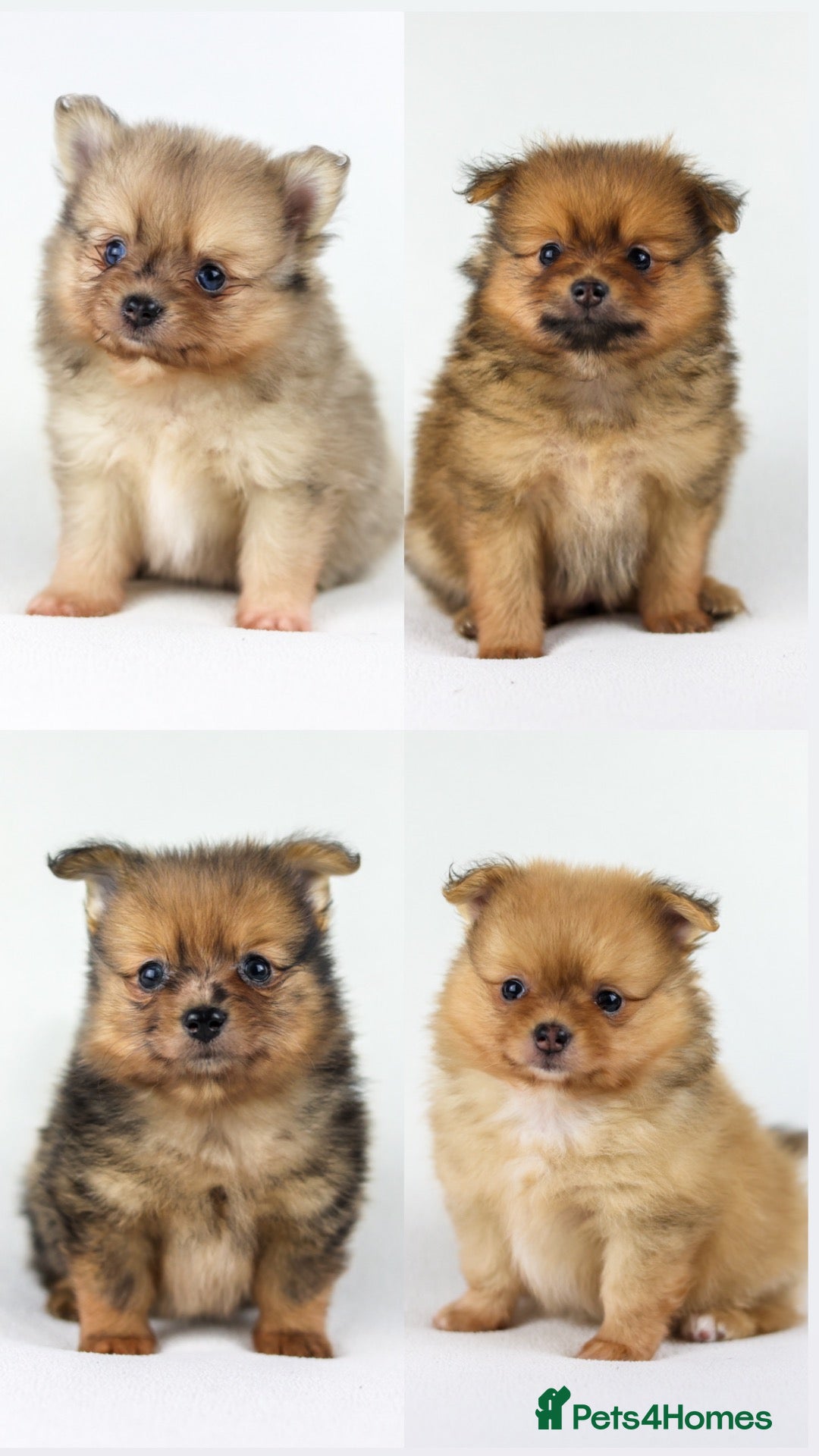 Pomeranian dogs Pomeranian Puppies - Advert 8