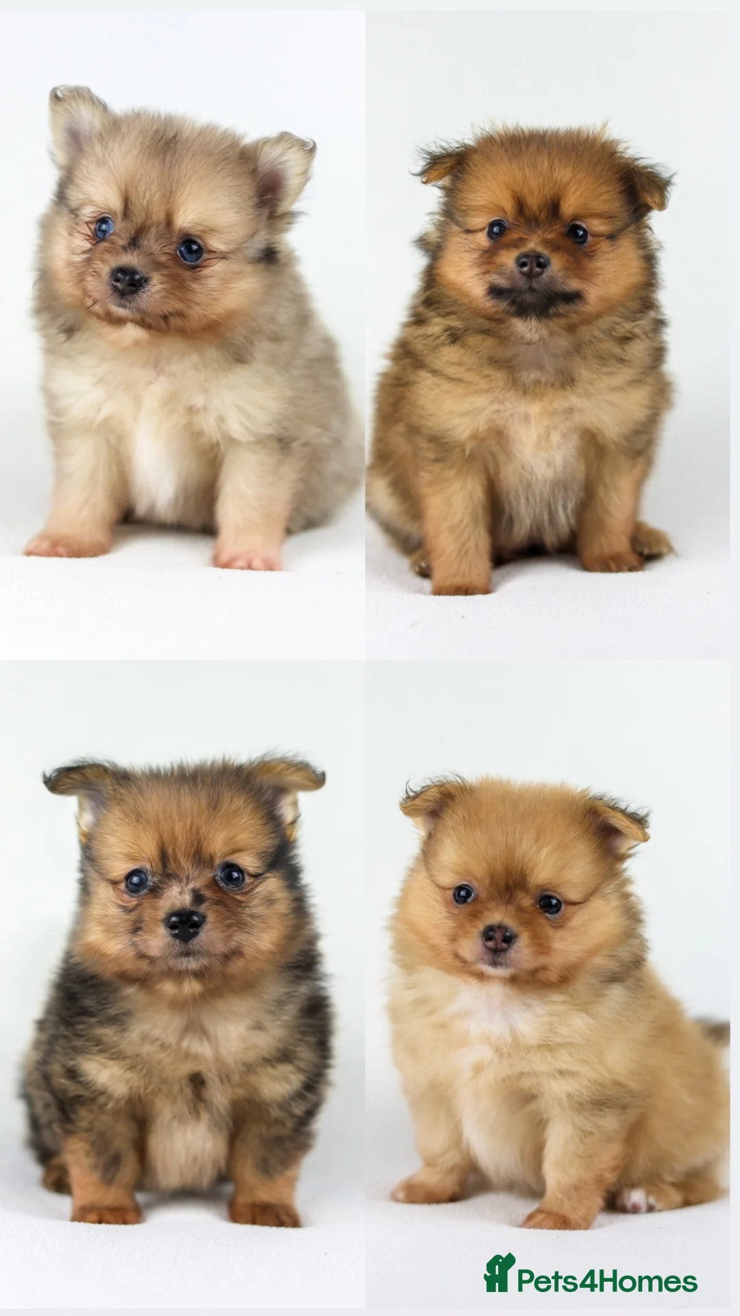 Pomeranian dogs for sale: Pomeranian Puppies - Advert 1