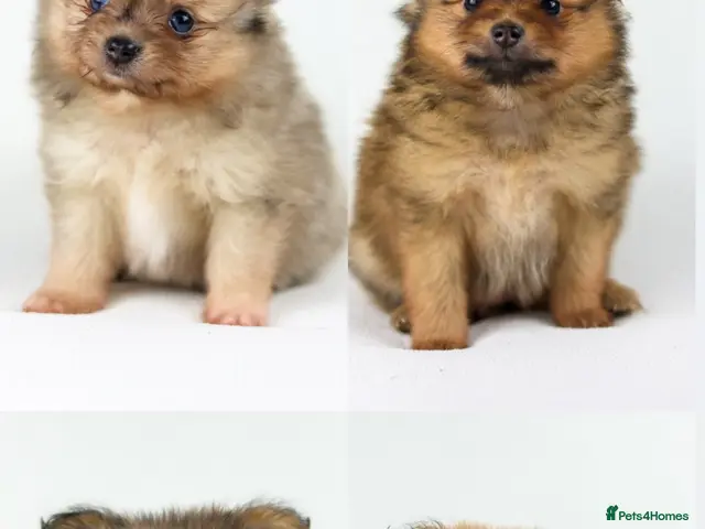 Pomeranian dogs Pomeranian Puppies - Advert 1