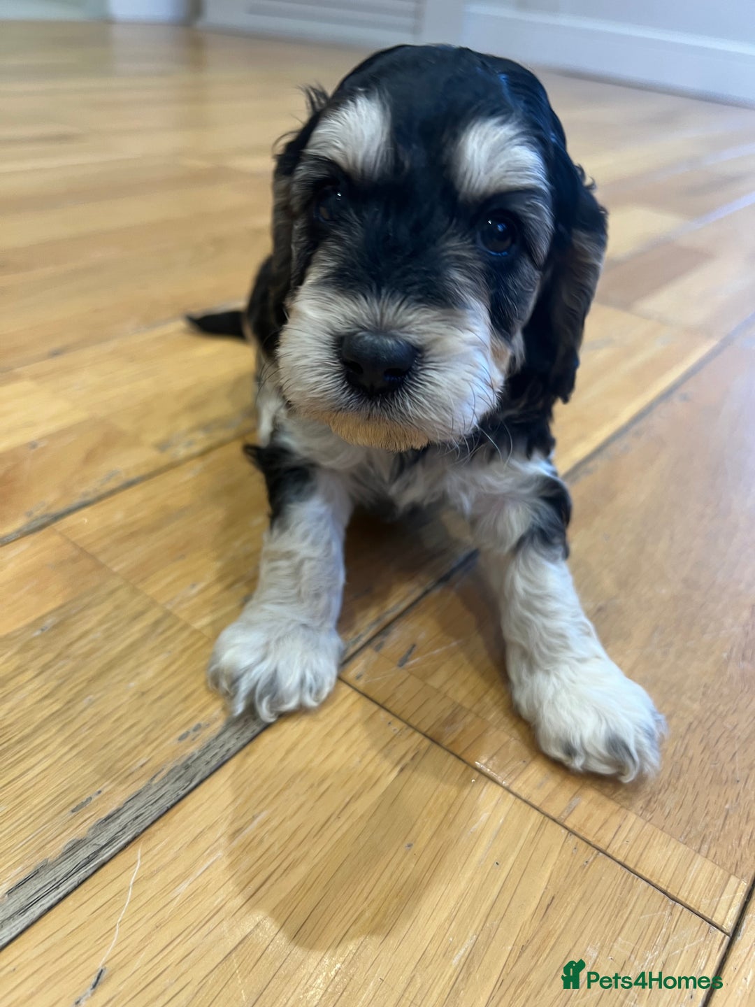 Cockapoo dogs for sale: ♥️Fabulous Toy Cockapoo Puppies Kc Reg Parents - Advert 24