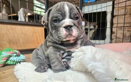 English Bulldog dogs for sale: Outstanding KC English Bulldogs, Top Quality Pups - Image 13