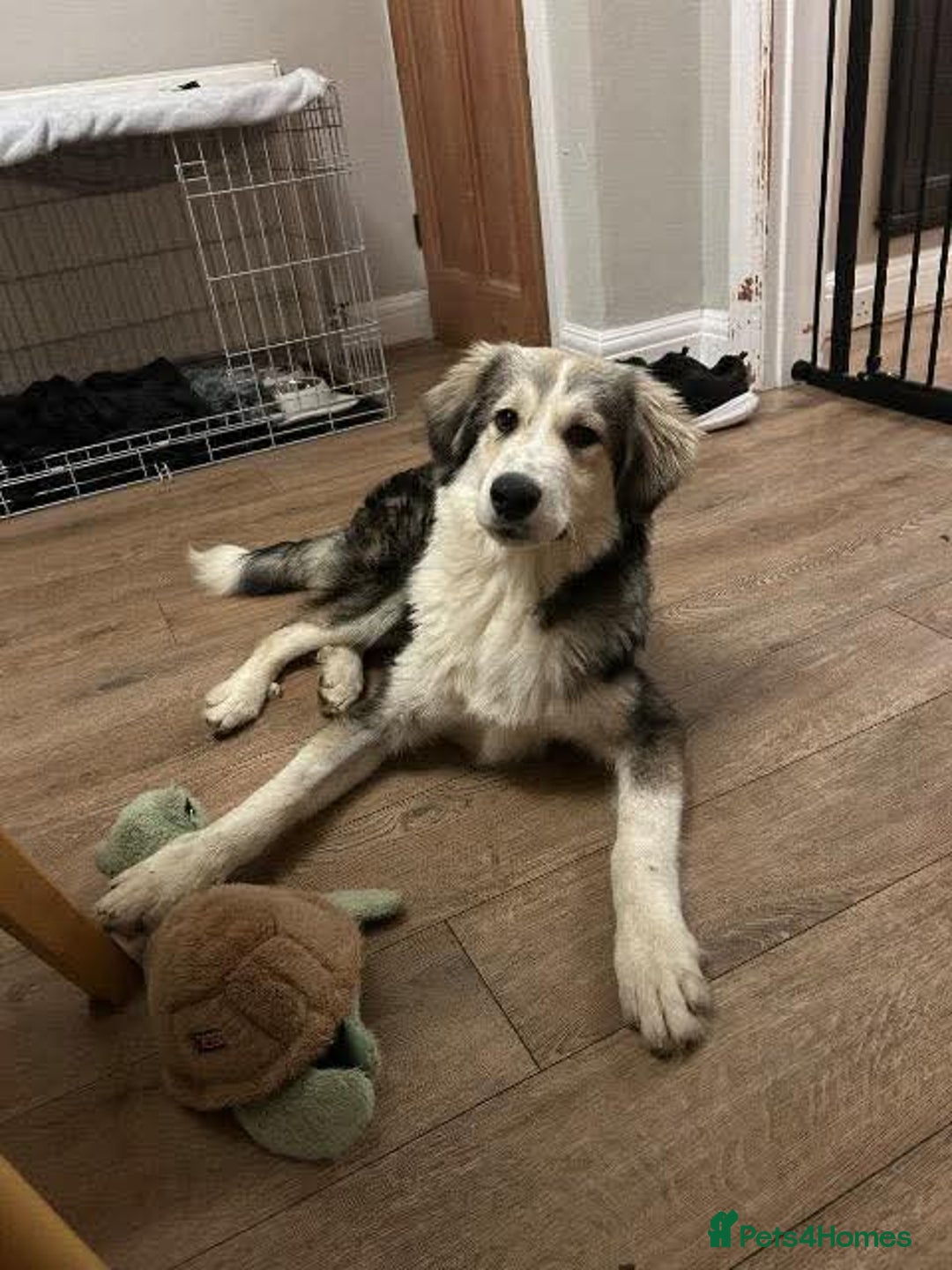 Mixed Breed dogs for adoption: Meet Bolt, currently residing in Cheshire  - Advert 3