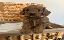 Cavapoo dogs for sale: Stunning, F1 Cavapoo fully health tested parents  - Image 26