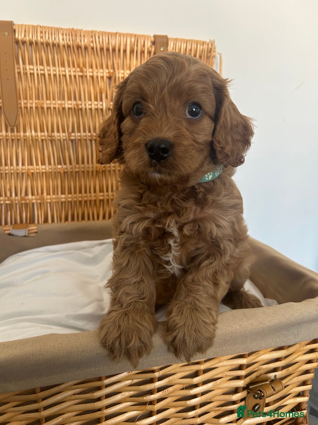 Cavapoo dogs for sale: Stunning, F1 Cavapoo fully health tested parents  - Image 26