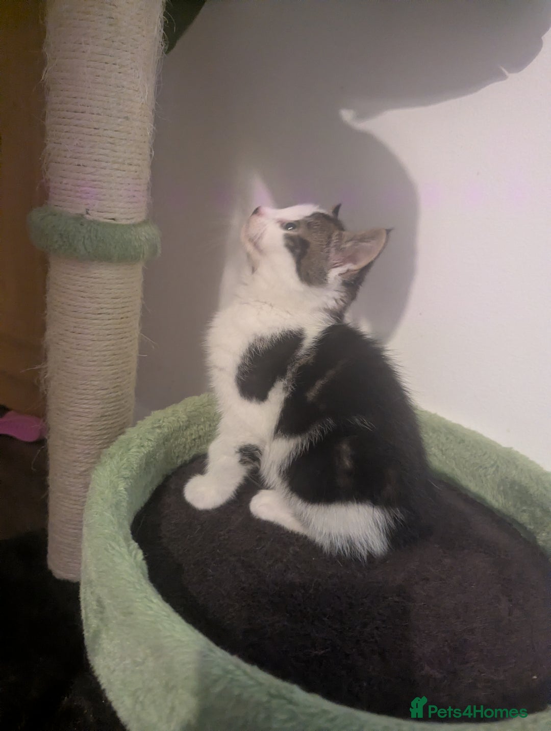 Mixed Breed cats for sale: Beautiful mix breed kittens  - Advert 3