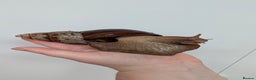 Snails invertebrates for sale: Giant African Land Snail  - Advert 1