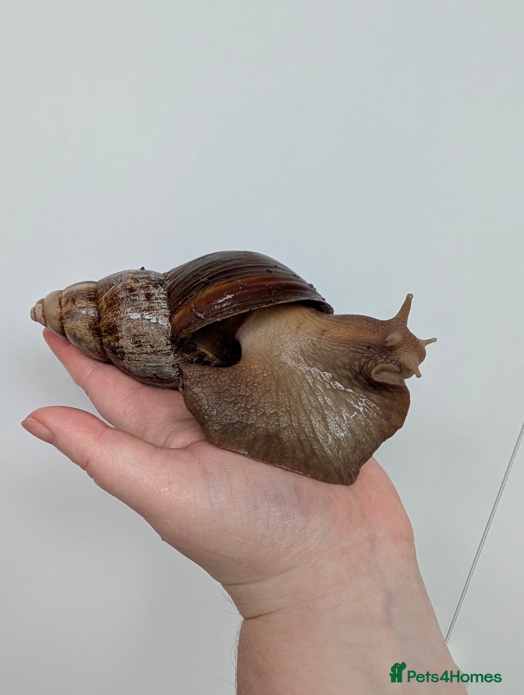 Snails invertebrates for sale: Giant African Land Snail  - Advert 1