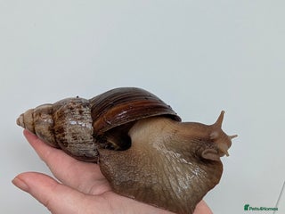 Snails invertebrates Giant African Land Snail - Advert 6