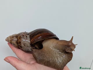 Snails invertebrates Giant African Land Snail - Advert 8