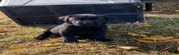 Labrador Retriever dogs for sale: Gorgeous Labrador puppies  in Tetbury - Advert 15