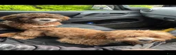 Lhasapoo dogs for sale: Lhasa poo x 2  - Advert 1