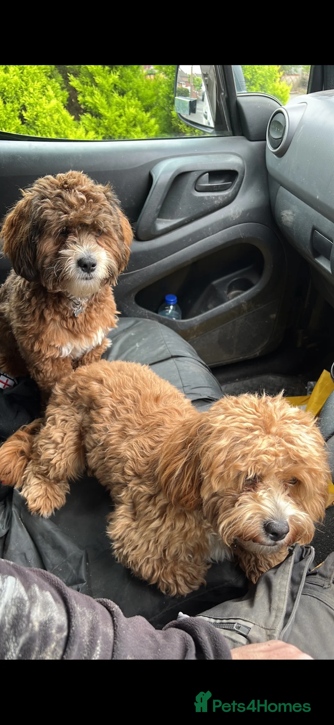 Lhasapoo dogs for sale: Lhasa poo x 2  - Advert 1