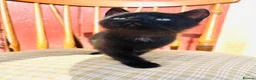 Mixed Breed cats for sale: *READY NOW* 3 Beautiful Black Kittens  - Advert 27